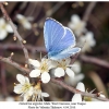 celastrina argiolus male2